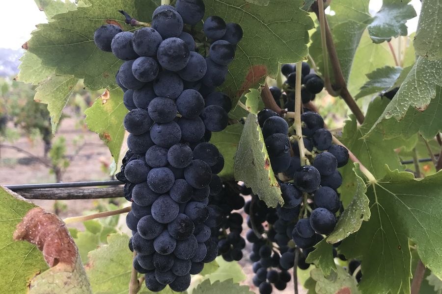 grapes